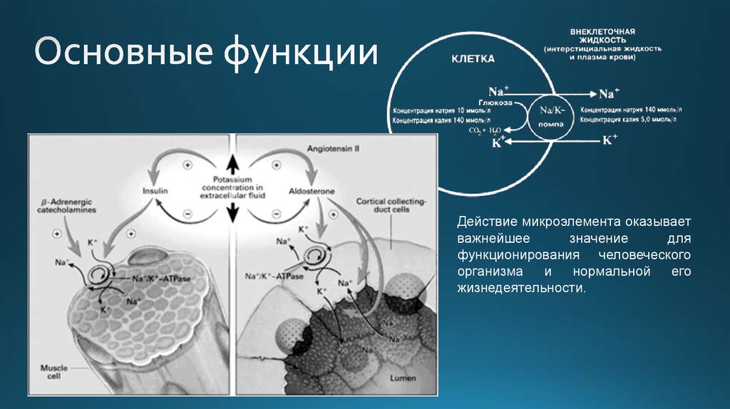 Основные функции