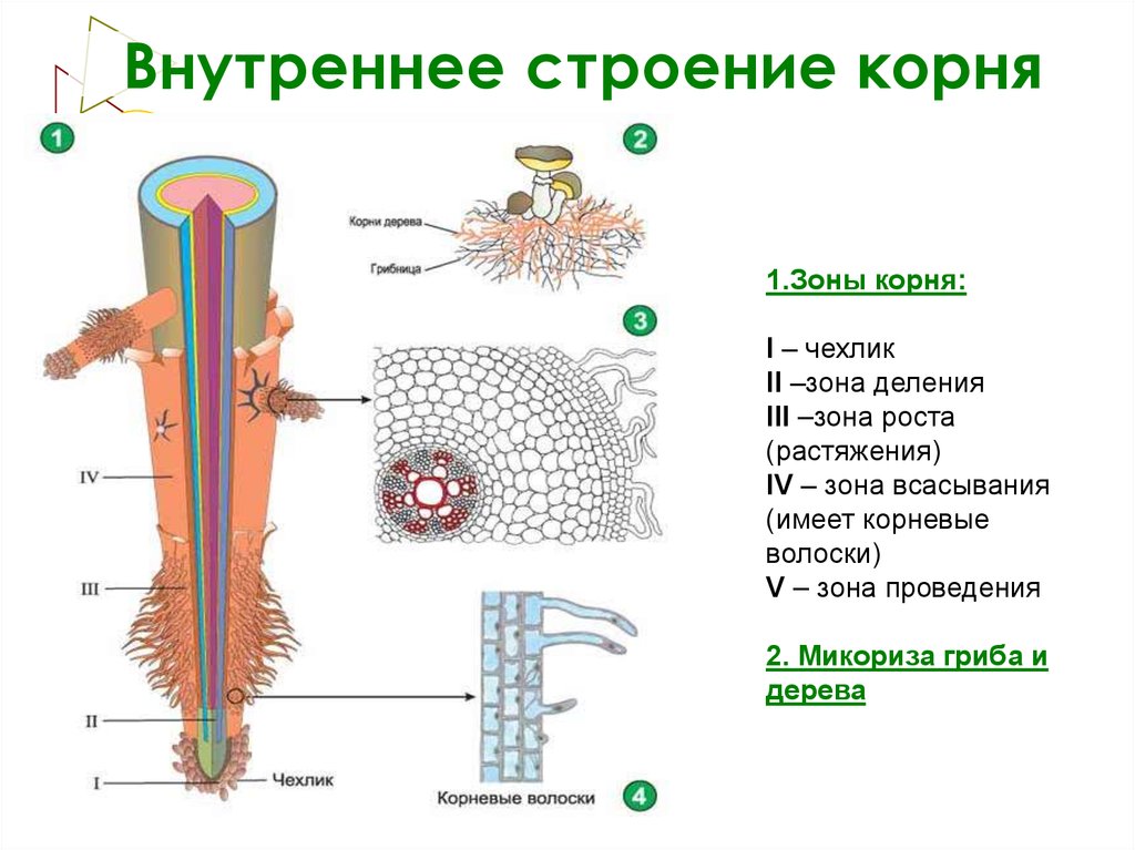 Рисунок корня зоны корня