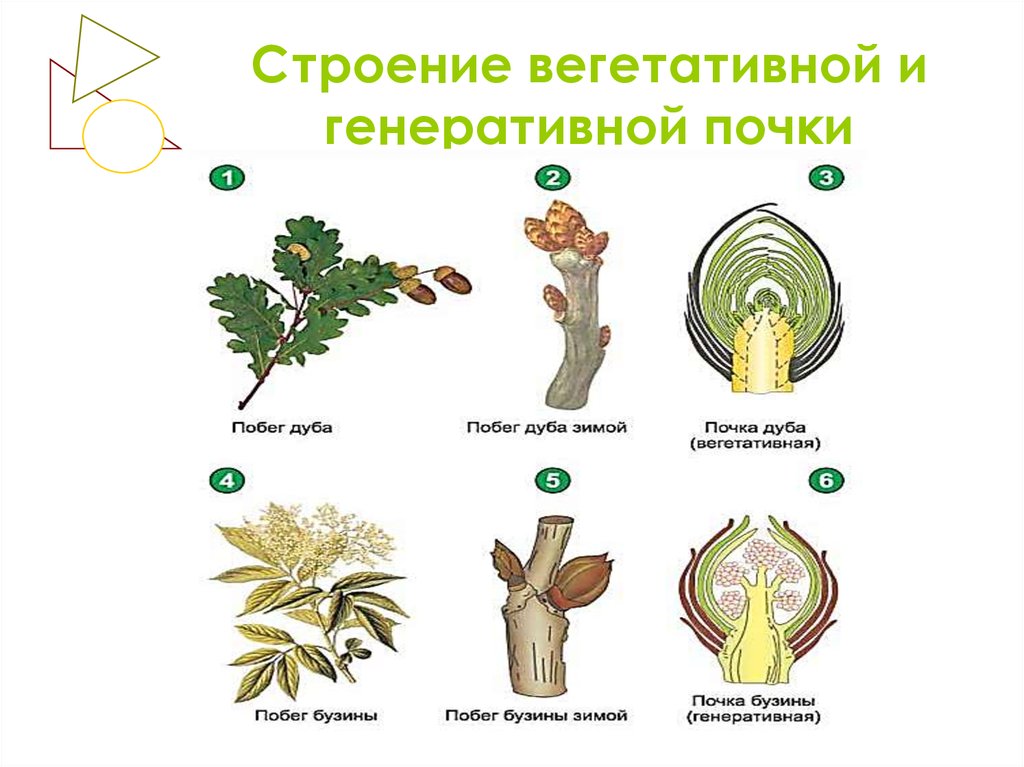 Вегетативными называют почки. Строение вегетативной листовой почки. Строение вегетативной почки растения. Строение вегетативной и генеративной почки. Цветок генеративна и вегетативная почкам.