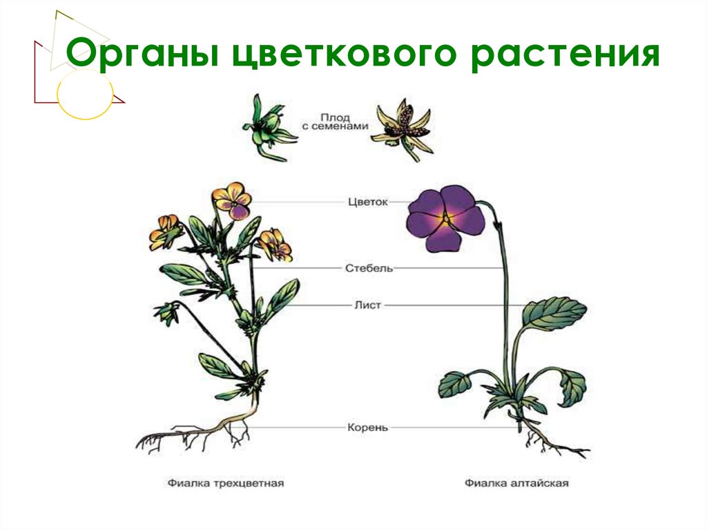 Опишите развитие цветкового растения. Схема строения цветкового растения рисунок. Строение органов цветкового растения. Схемы строения органов цветковых растений. Органы цветковых растений схема.