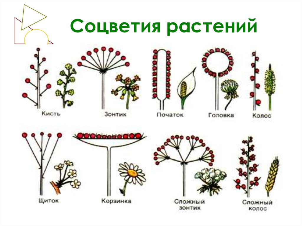 Какое растение имеет цветок. Мутовчатое соцветие. Соцветие мутовчатая кисть. Плейохазий соцветие. Фрондозное соцветие.