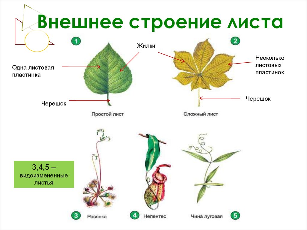 План изучения ботаники для огэ