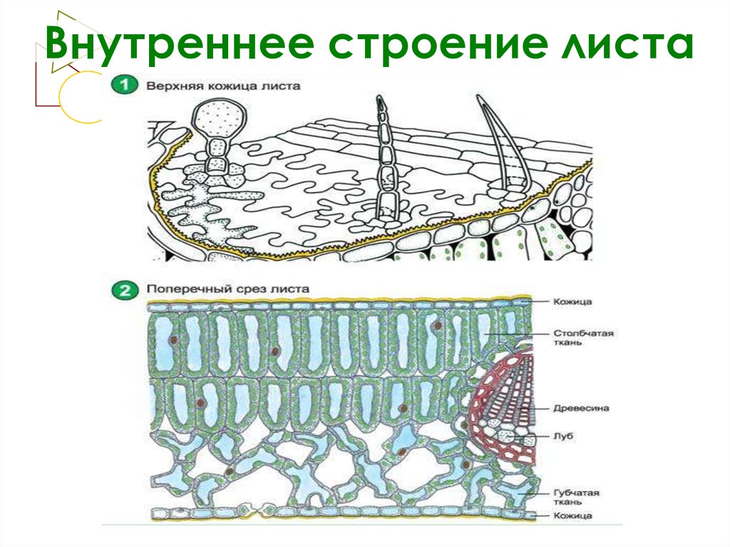 Изучите строение листа. Анатомия листа ботаника. Внутреннее строение листа ботаника. Схема внутреннего строения листа рисунок. Строение клетки листа бегонии.