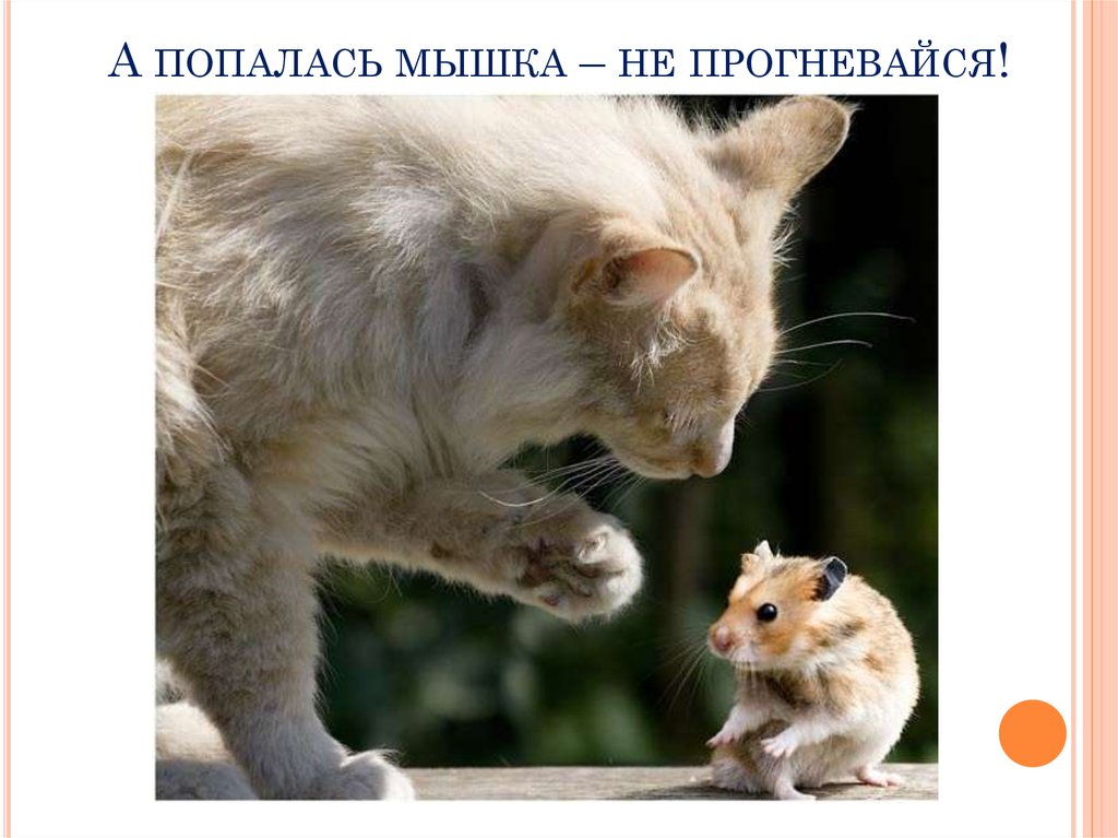 Скороговорка про кота и мышей. Кот Васька ловит мышей. Кот Васька ловит мышей сидит у норки и ждет. Догадайся какую скороговорку хотел выучить кот Васька. Какую скороговорку хотел выучить кот Васька.