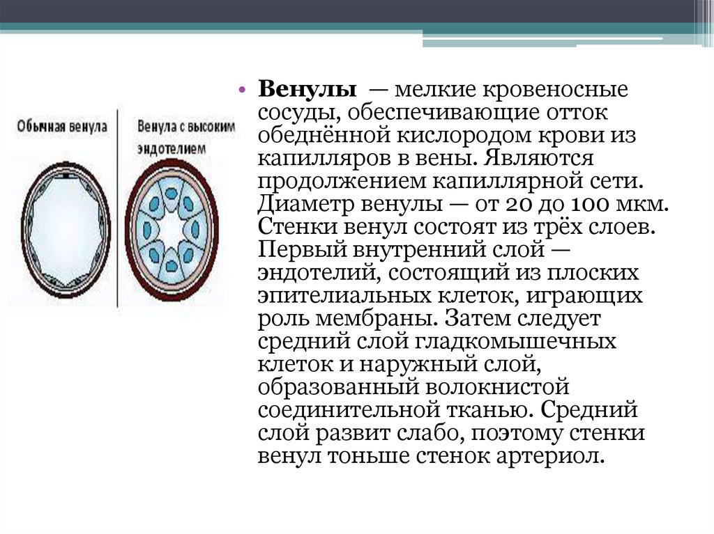 Мельчайшие кровеносные сосуды. Строение стенки венулы. Венулы с высоким эндотелием. Венулы классификация. Диаметр венулы.