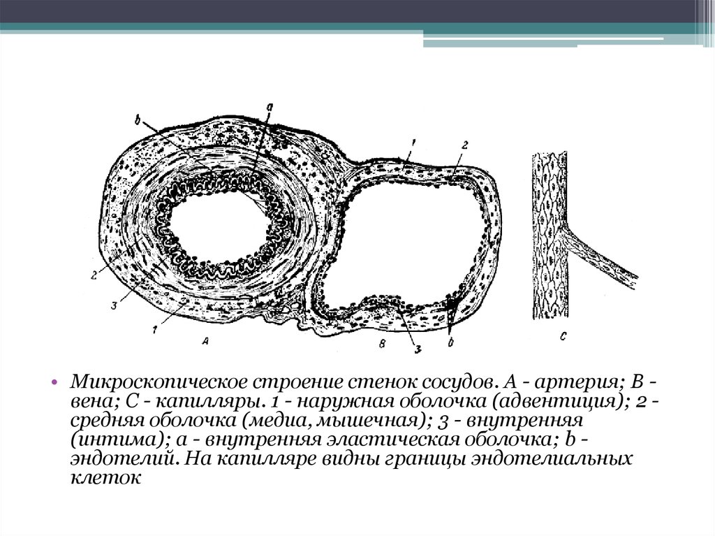 Строение стенки артерии. Строение артерии адвентиция. Строение стенки капилляра. Наружная оболочка сосудов. Наружная мембрана микроскопическое строение.