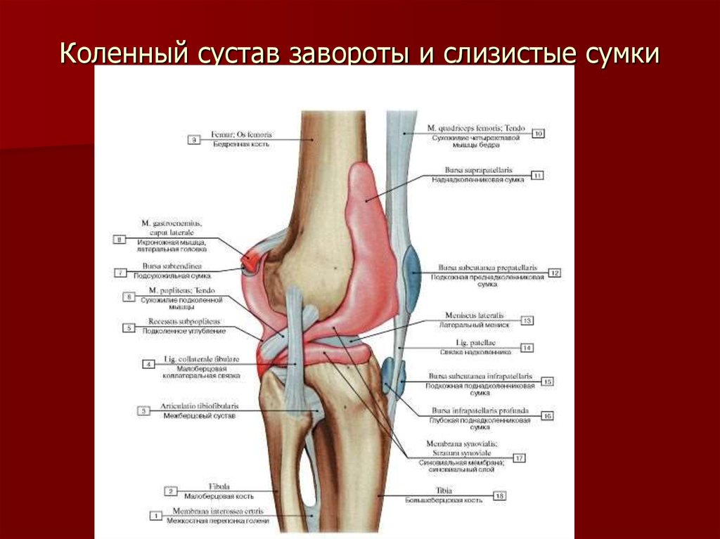 Колено на латинском. Завороты коленного сустава топография. Синовиальные сумки коленного сустава анатомия. Завороты коленного сустава топографическая анатомия. Топография коленного сустава синовиальные завороты.