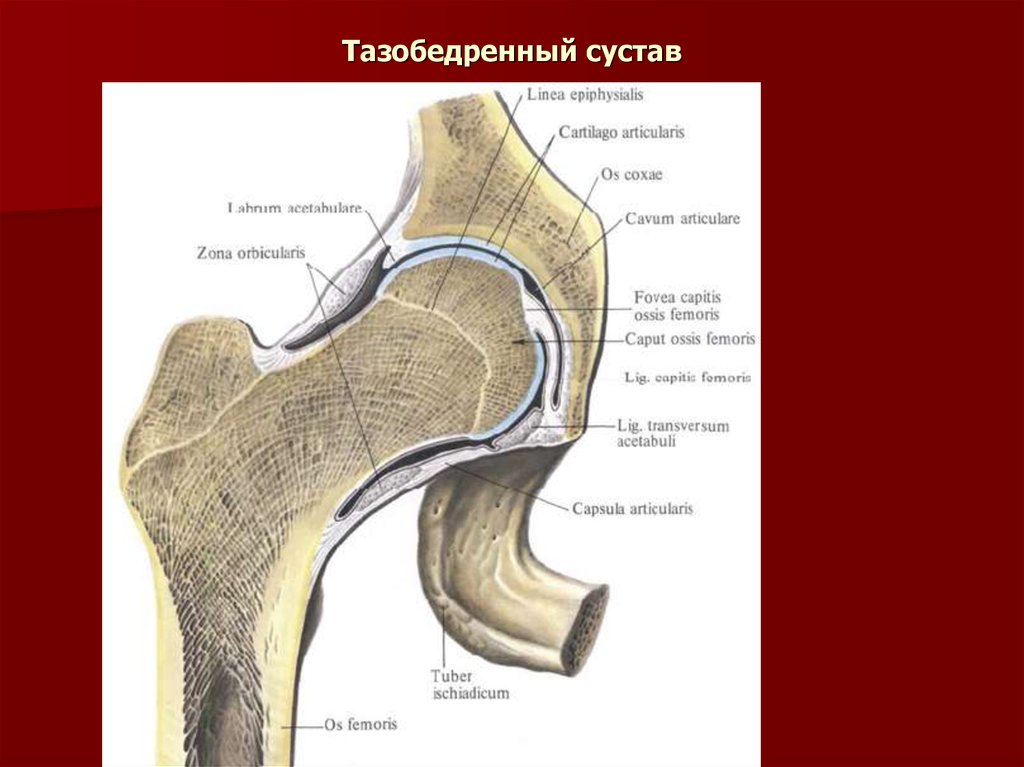 Тазобедренный сустав функции. Ультразвуковая анатомия тазобедренного сустава. Анатомия вертлужной впадины тазобедренного сустава. Вертлужная губа тазобедренного сустава. Лимбус вертлужной впадины.