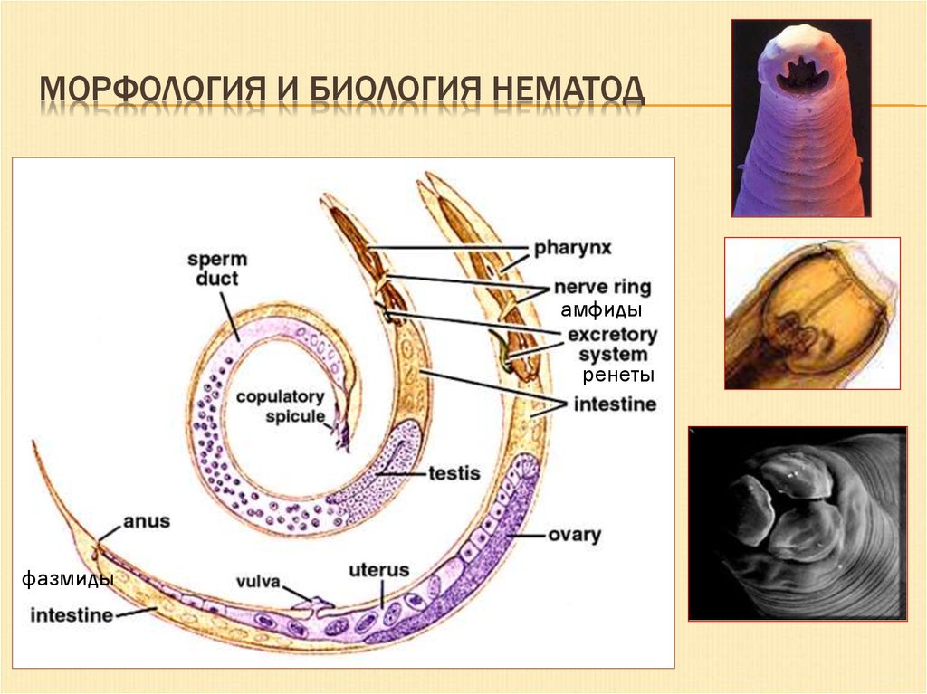 Нематоды паразитология презентация