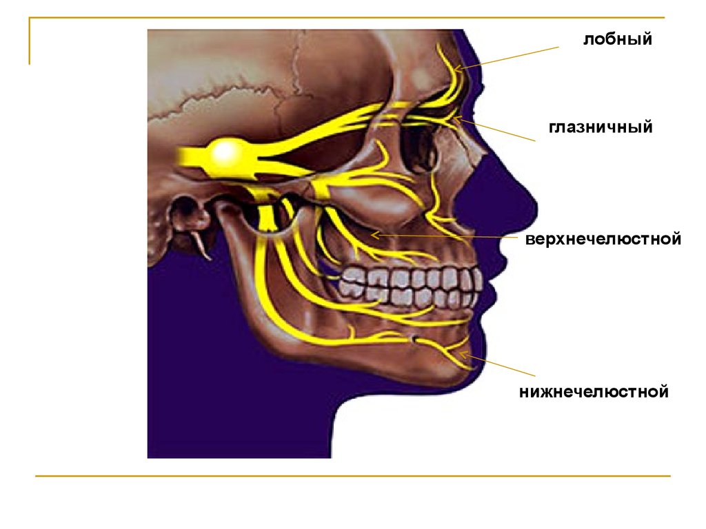 Лицевой нерв челюсти. Анатомия тройничного нерва неврология. V пара, тройничный нерв. Неврология 3 ветви тройничного нерва. 5 Пара тройничный нерв.