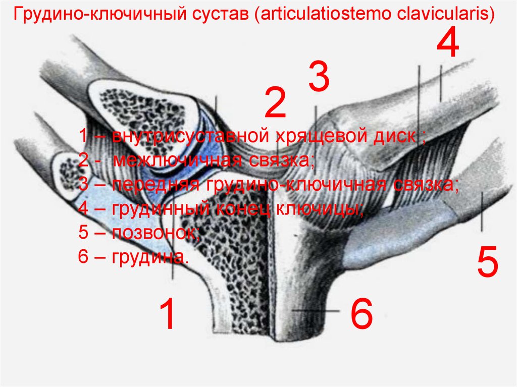 Грудинно ключичный сустав. Грудино ключичный сустав анатомия. Связки грудино-ключичного сустава. Грудино-ключичный сустав комбинированный. Грудино ключичный сустав форма сустава.