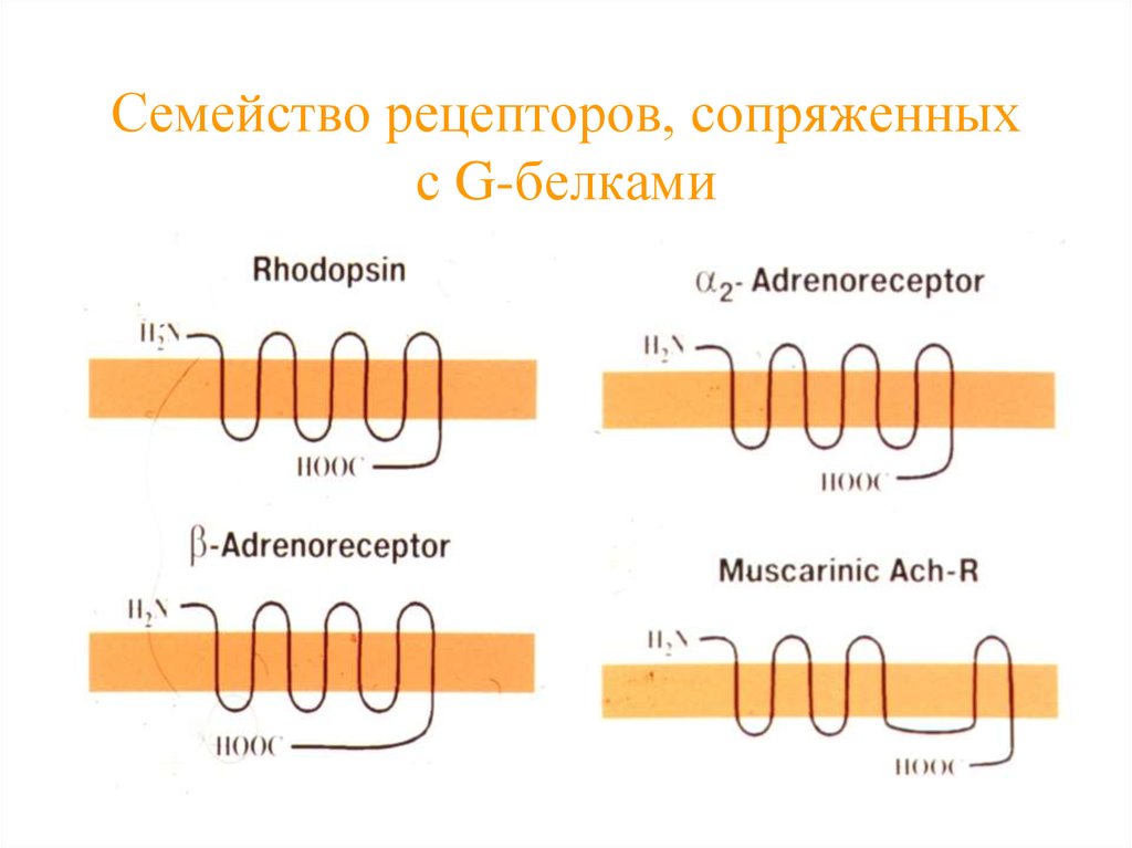 Семейство рецепторов, сопряженных с G-белками