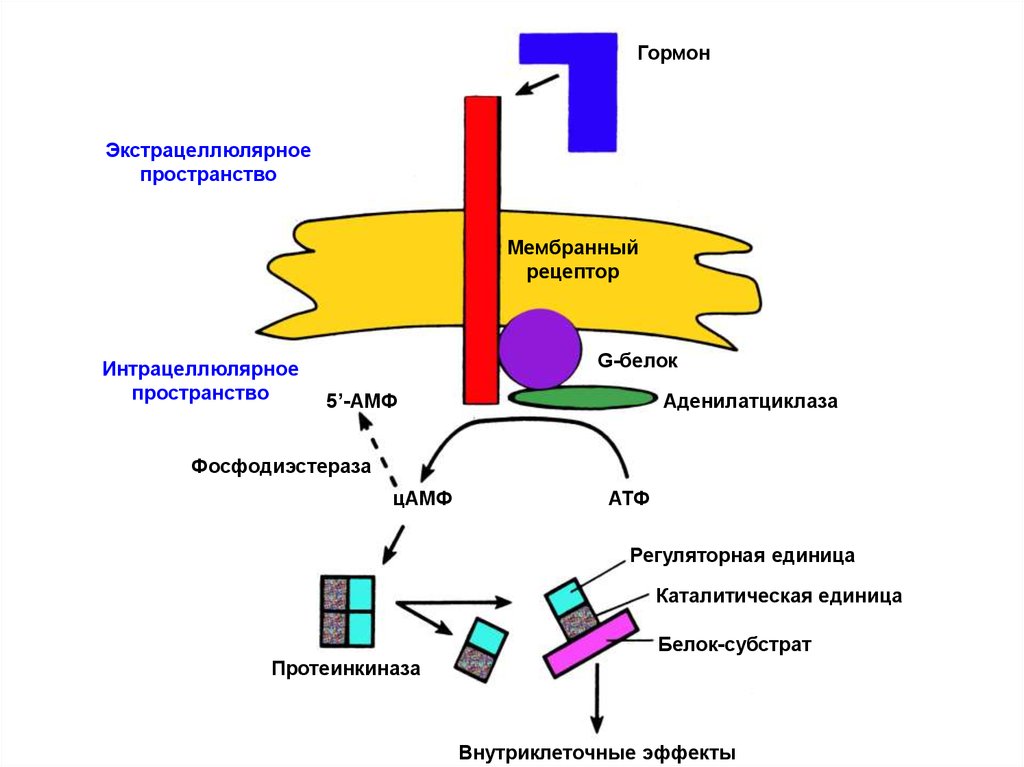 Фосфодиэстераза. Фосфодиэстераза ЦАМФ. Фосфодиэстераза реакция. Фосфодиэстераза биохимия. Мембранные рецепторы гормонов.