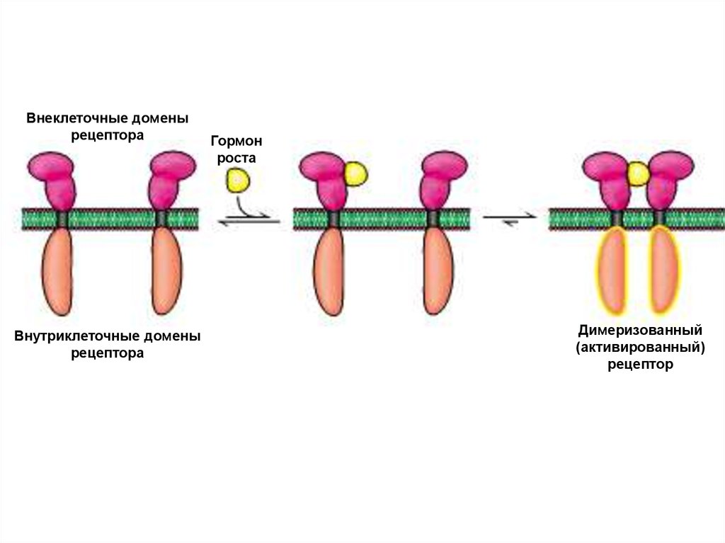 Что такое рецептор. Внутриклеточный домен рецептора. Активация рецепторов. Домены рецепторов. Рецептор гормона роста.