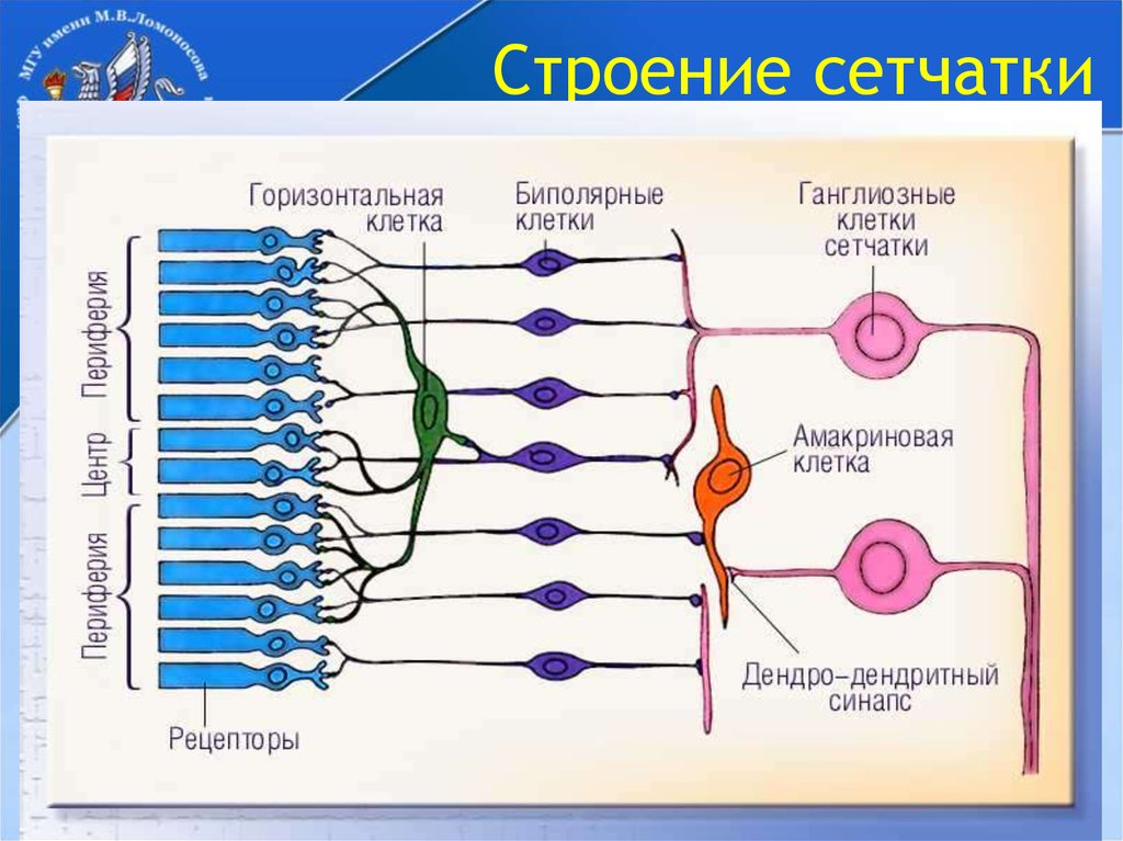 Строение сетчатки