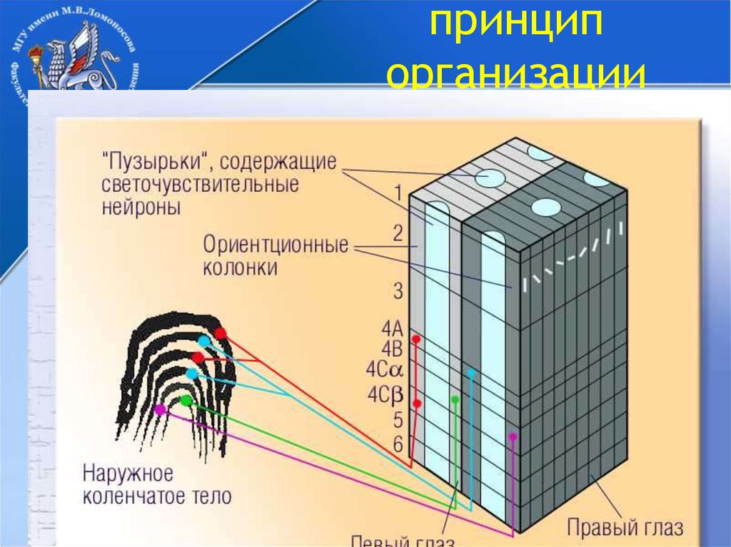 Колонковый принцип организации зрительной коры