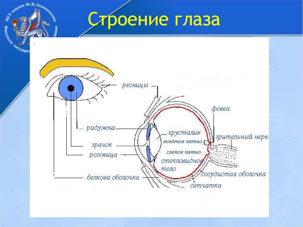 Укажи какими цифрами на рисунке обозначены следующие структуры глаза зрительный нерв