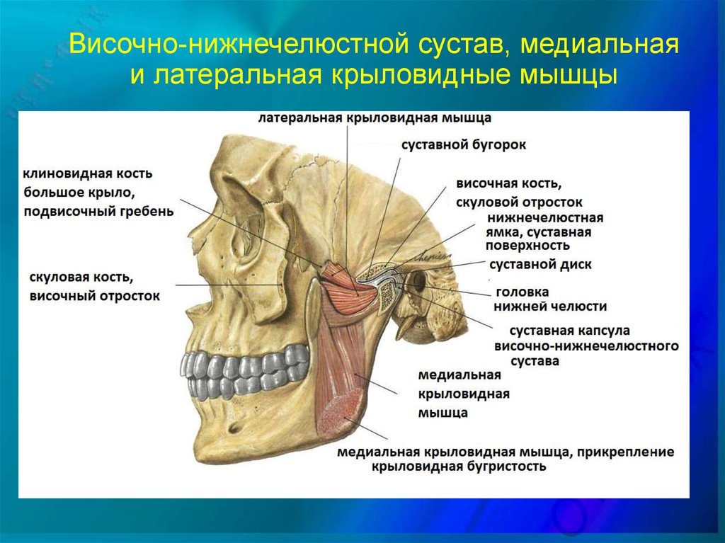 Мыщелок челюсти. Верхнечелюстной сустав ВНЧС. Височно-нижнечелюстной сустав анатомия. Синовиальная мембрана височно нижнечелюстного сустава. Связочный аппарат височно-нижнечелюстного сустава.