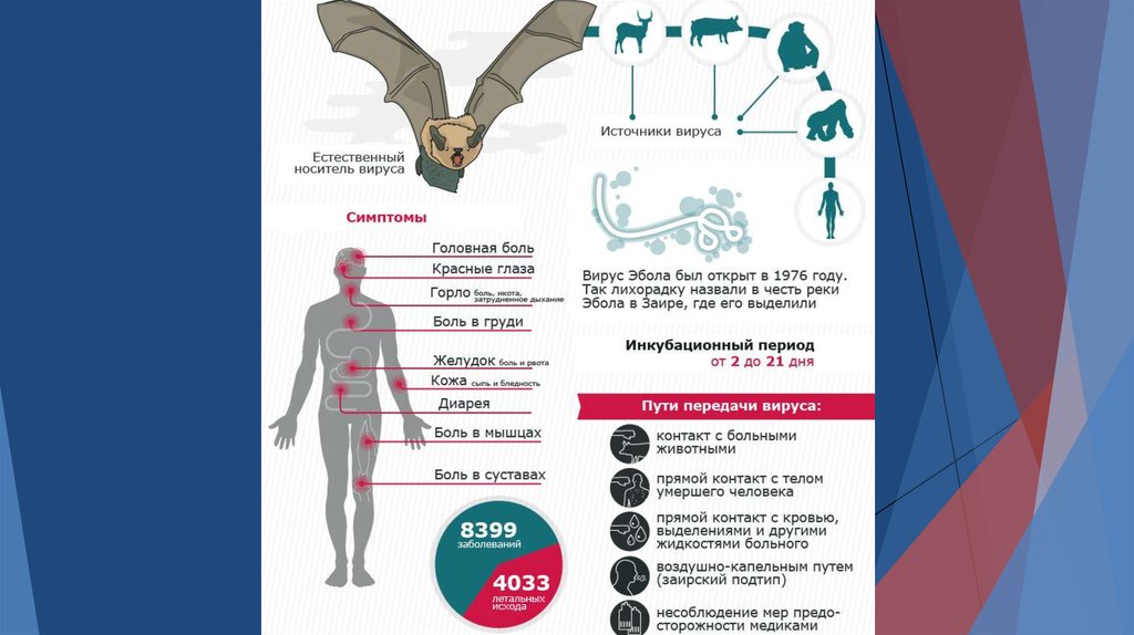 Лихорадка эбола инкубационный период. Геморрагическая лихорадка Эбола. Лихорадка Эбола пути передачи. Лихорадка Эбола возбудитель. Лихорадка Эбола пути заражения.