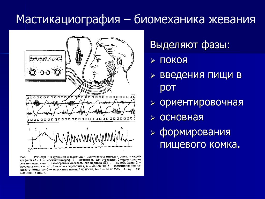 Презентация биомеханика жевательного аппарата