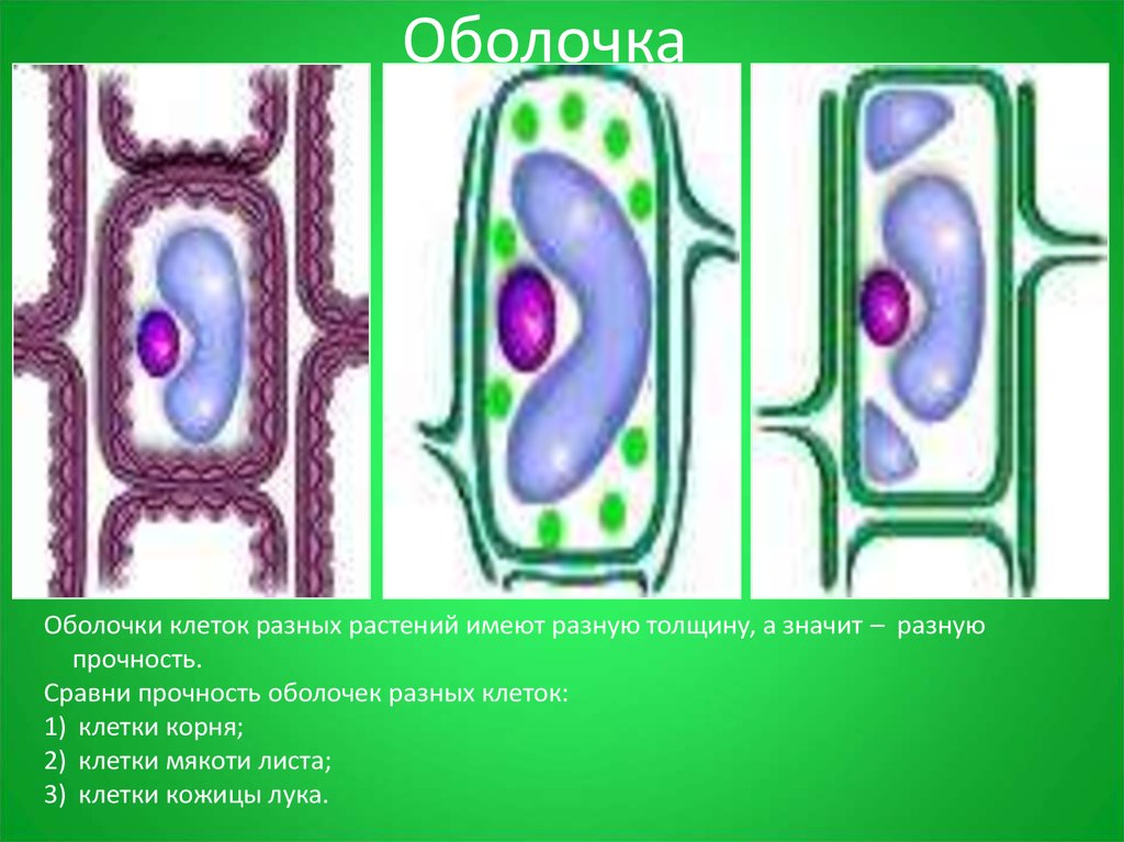 Любые клетки имеют