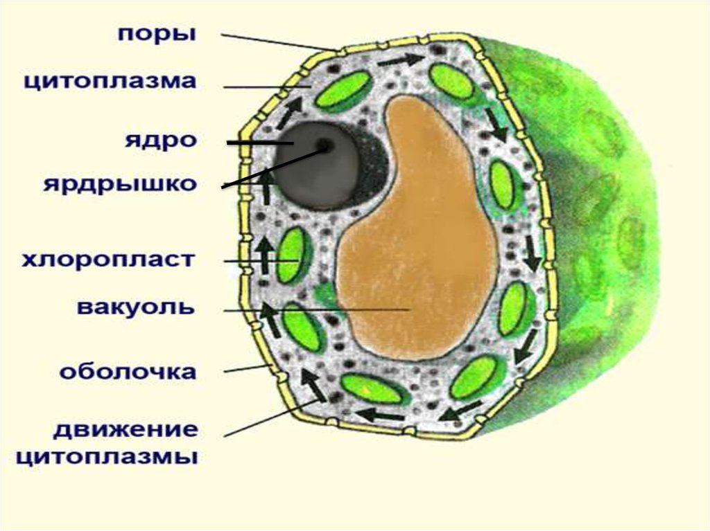 Растительная клетка лабораторная. Строение клетки растения под микроскопом. Главные части растительной клетки. Строение растительной клетки. Движение цитоплазмы в растительной клетке.