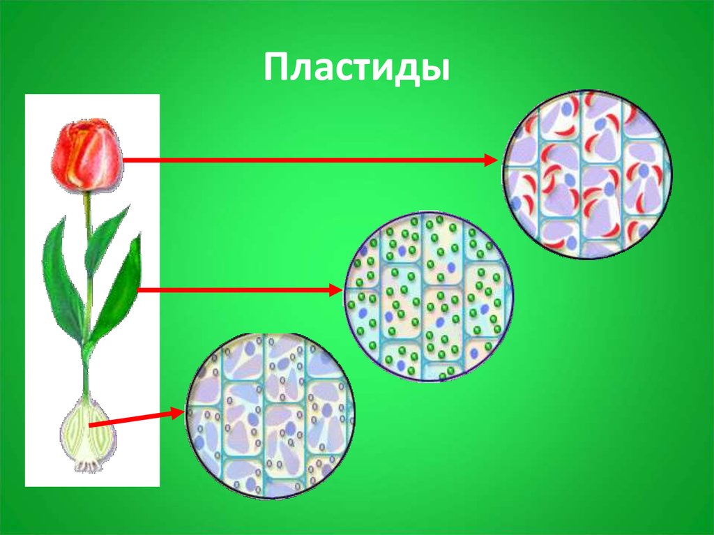 Клетка высших растений. Клетка с пластидами и хлоропластами. Пластиды растений. Пластиды клетки это 5 класс. Растительные пластиды.