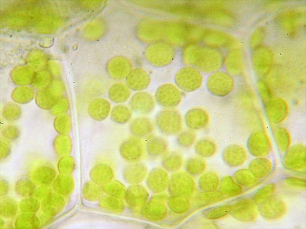 Зеленые водоросли форма. Хлорофилл в пластидах. Строение клетки листа валлиснерии. Хлоропласты в листе валлиснерии. Клетка листа хлоропласты хлорофилл.