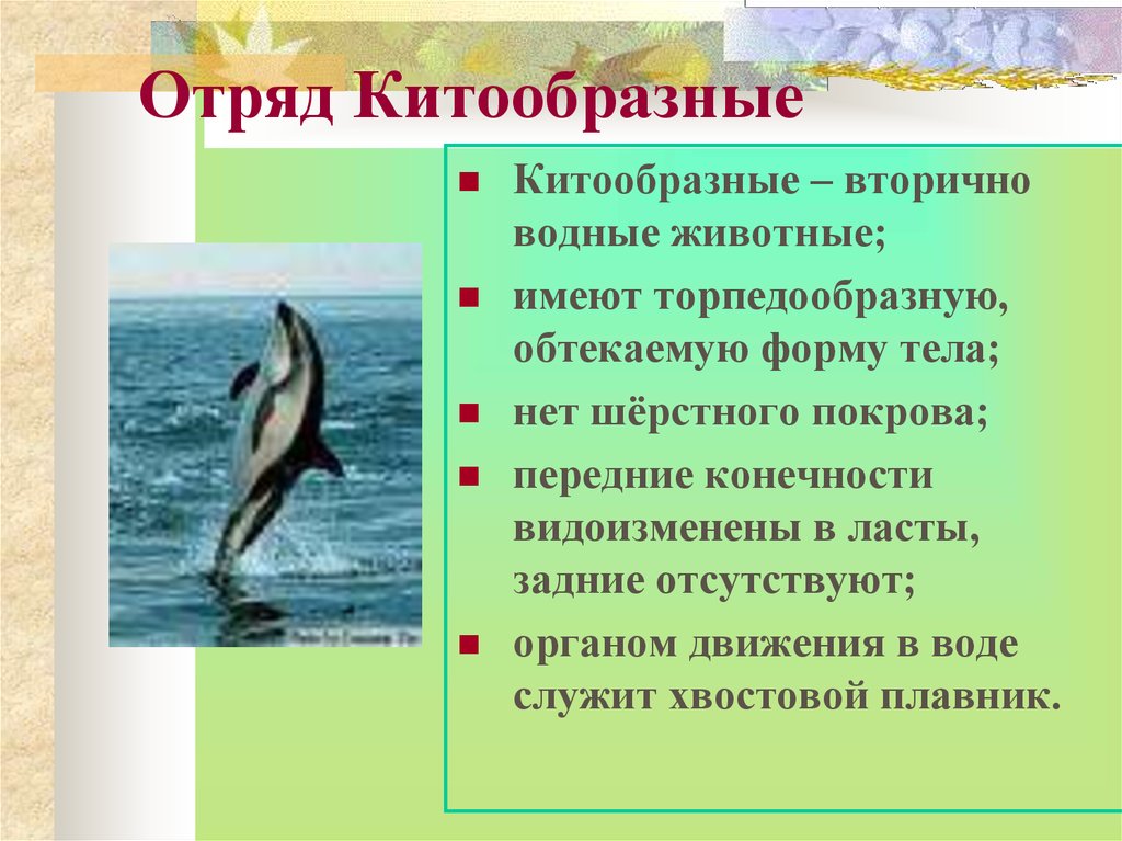 Презентация на тему китообразные 7 класс по биологии