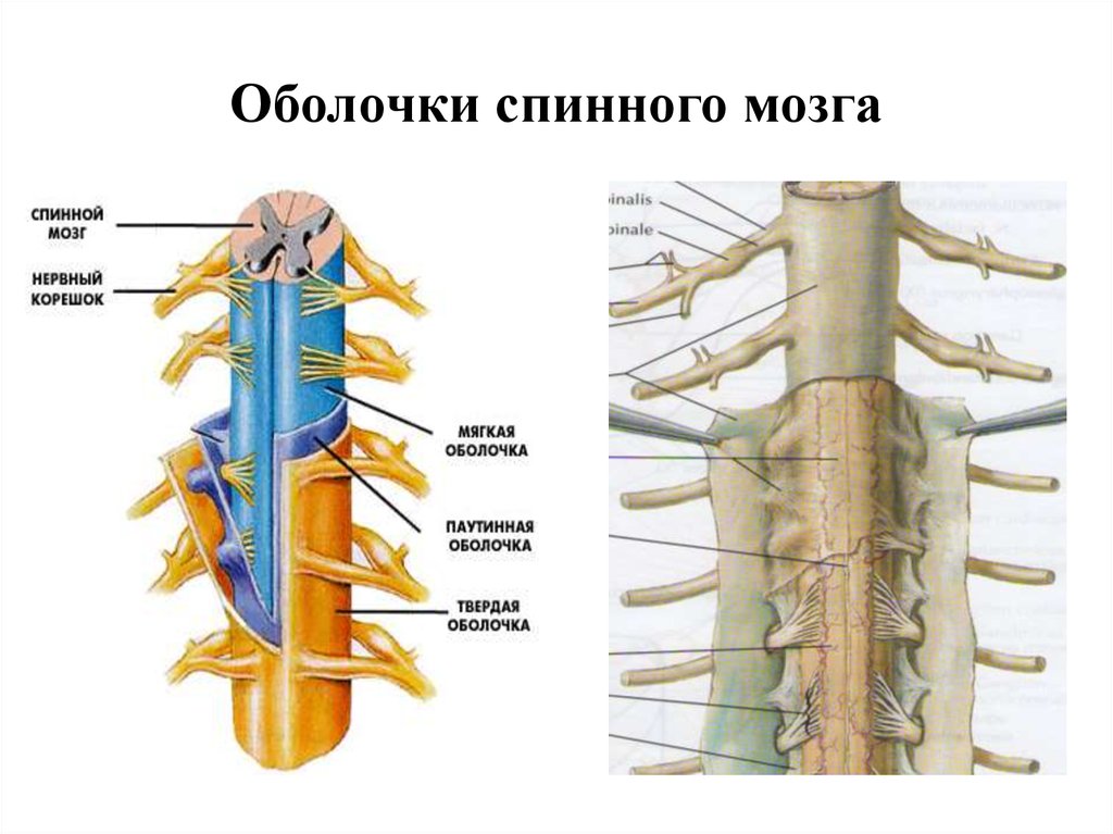 Оболочки спинного мозга анатомия рисунок