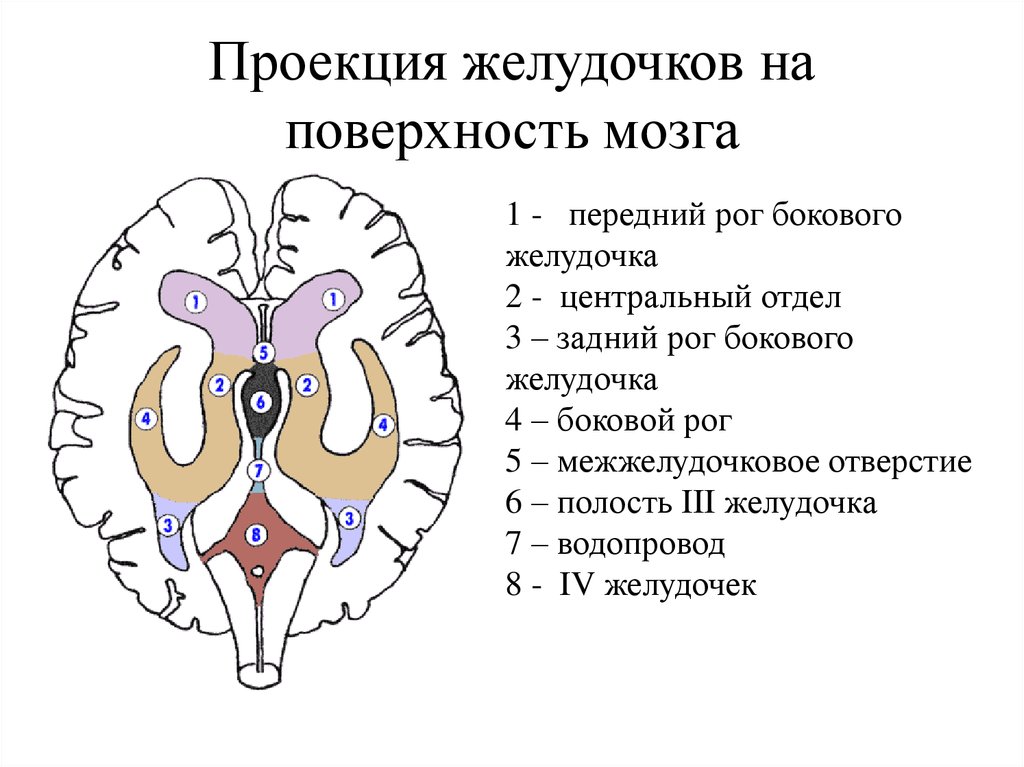 Желудочек заднего мозга