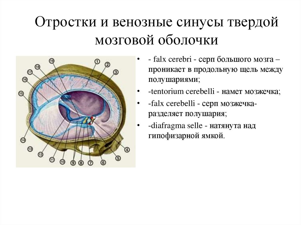 Твердая мозговая оболочка. Отростки твердой мозговой оболочки. Отростки твердой мозговой оболочки головного мозга. Синусы и отростки мозговой оболочки. Серровидный отросток твёрдой мозговой оболочки.