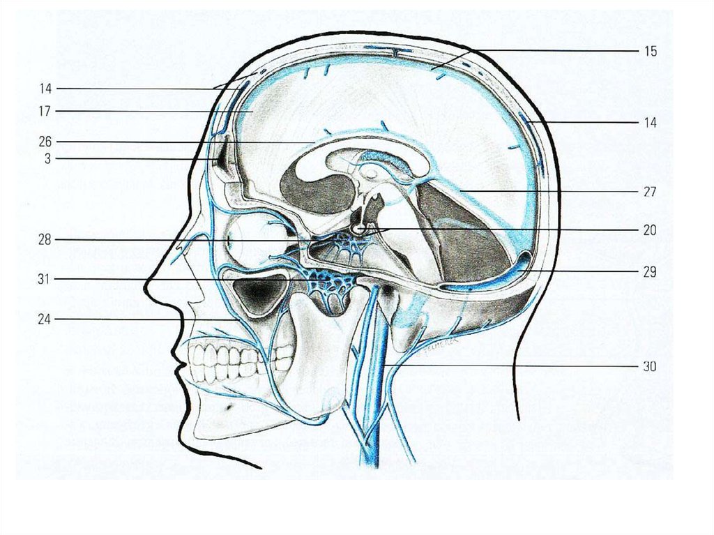 Отток головного мозга. Проекция сигмовидного синуса. Пазухи носа Сагиттальный распил черепа. Пазухи черепа сбоку.