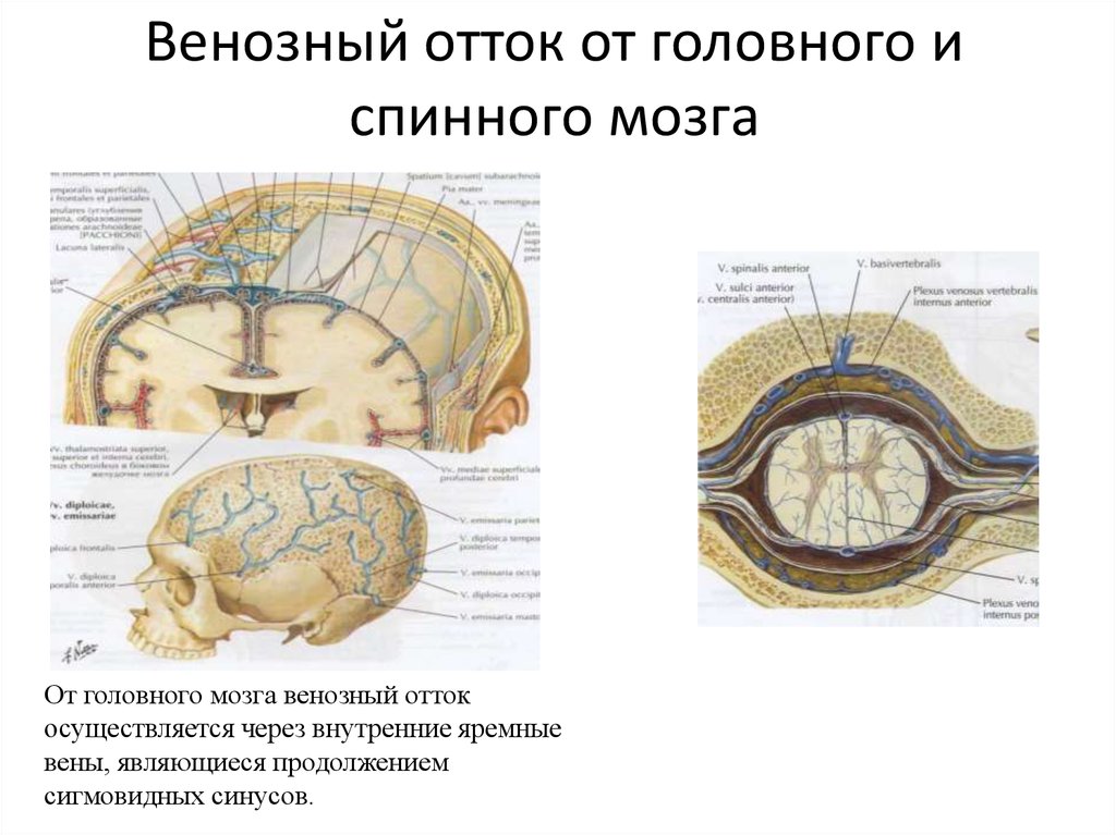 Венозный отток от головного и спинного мозга