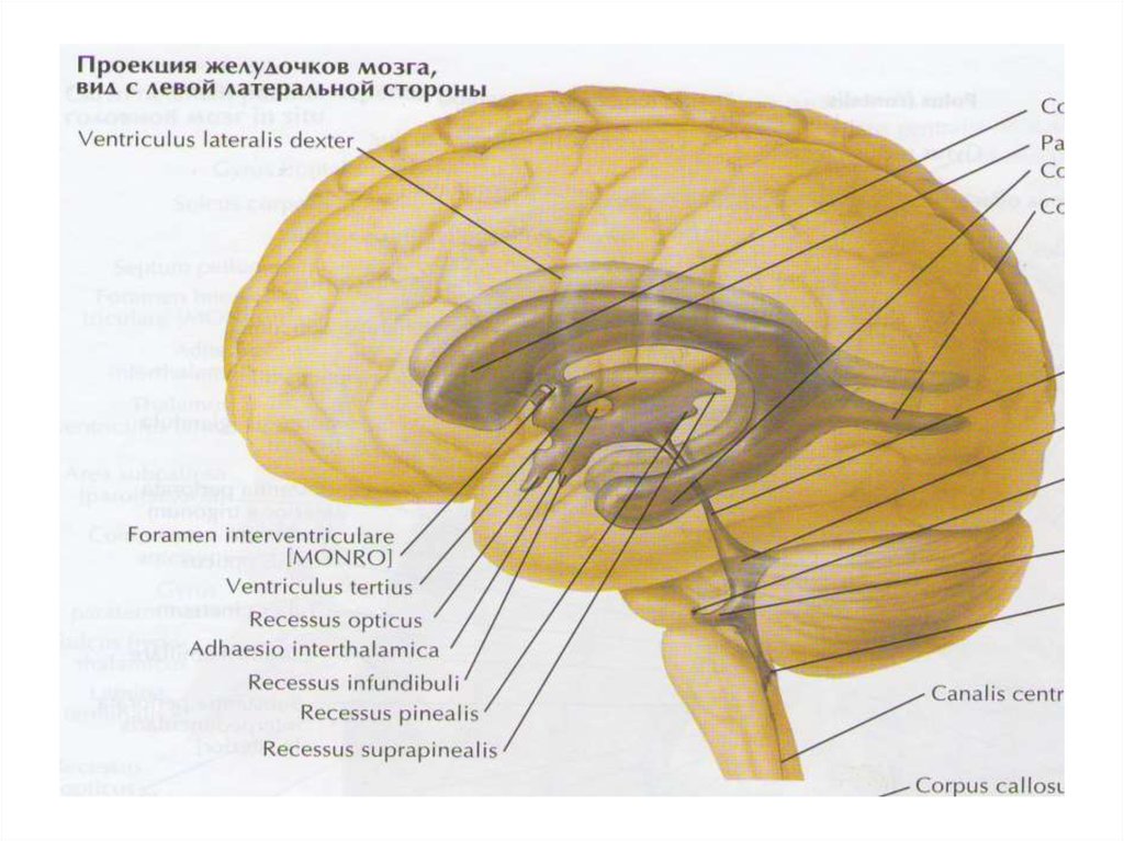 Правый желудочек головного. Проекция желудочков головного мозга. Ventriculus Tertius анатомия. Проекция боковых желудочков. Желудочковая система головного мозга.