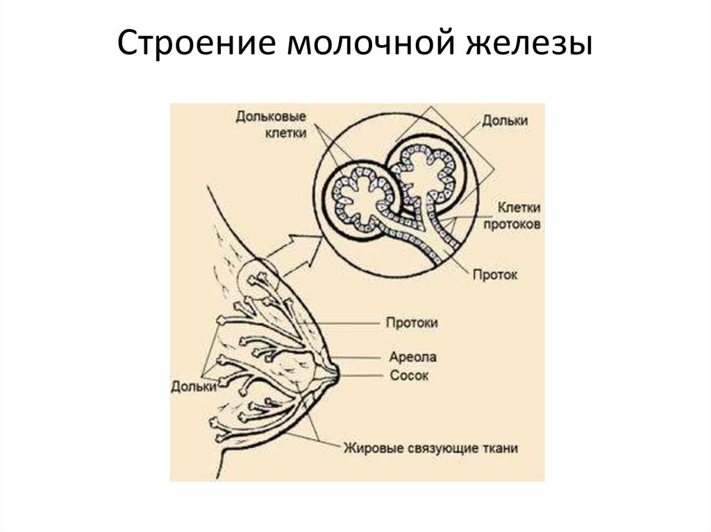 Молочные железы типы желез. Ацинус молочной железы. Концевые элементы молочной железы. Схема строения молочной железы. Строение дольки молочной железы.