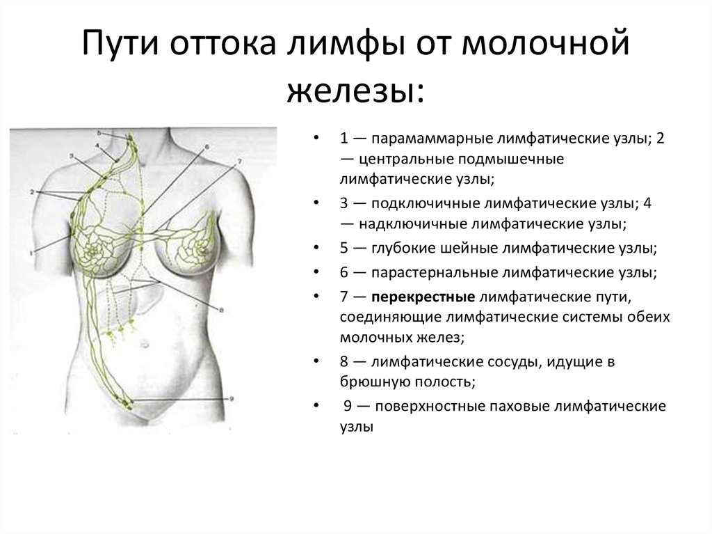 Лимфы подмышек. Аксиллярные лимфоузлы молочной железы. Аксиллярные лимфоузлы в молочной железе что это такое. Лимфатическая система молочной железы топографическая анатомия. Аксиллярные подмышечные лимфоузлы.