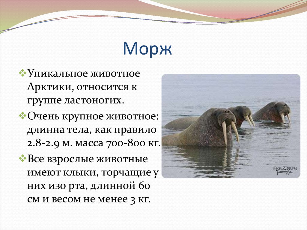 Проект про моржа