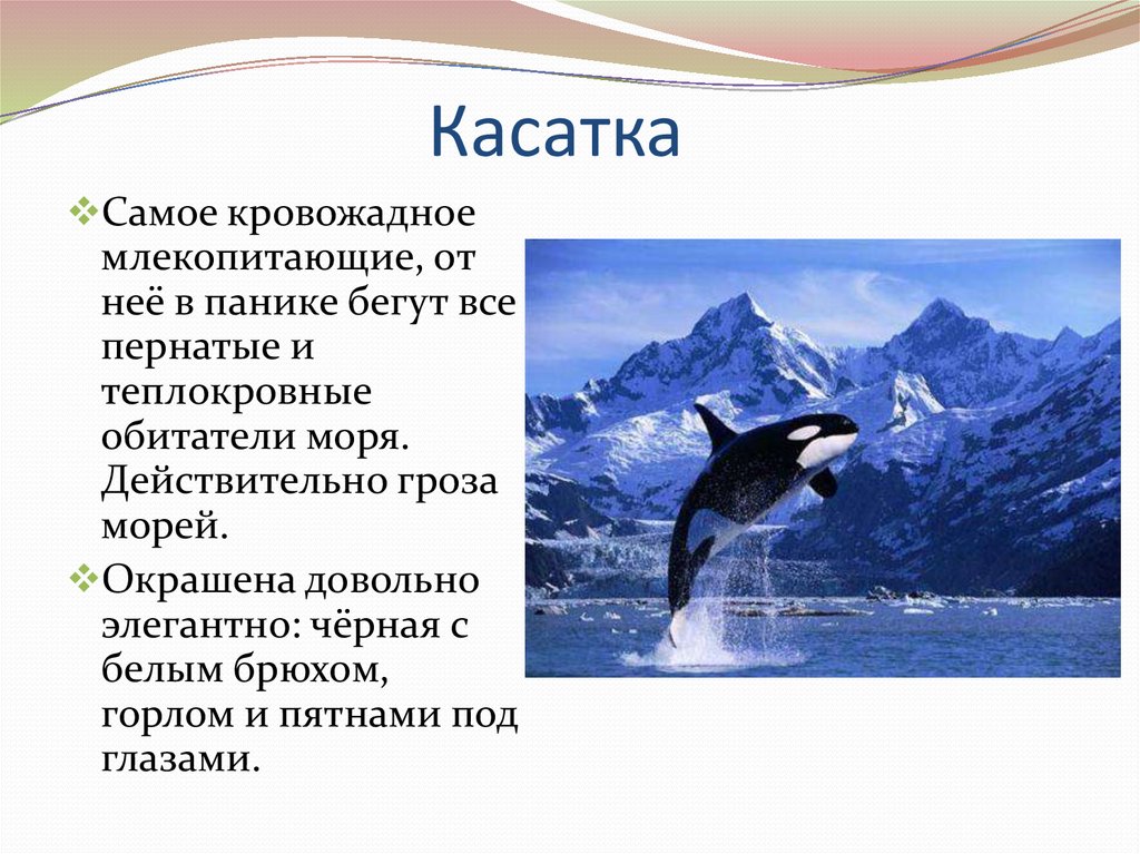 Презентация про касаток