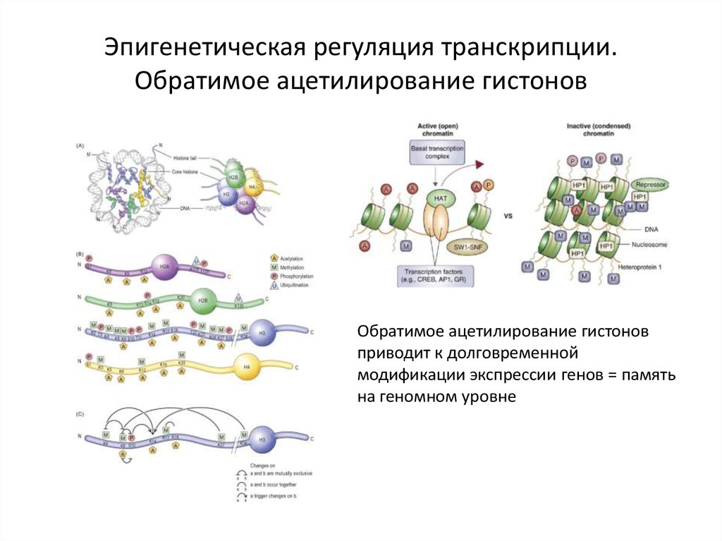 Тема регуляция