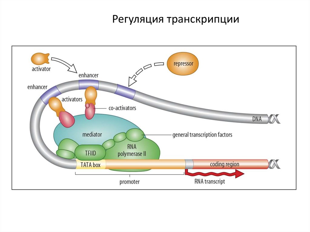 Регуляция транскрипции и трансляции в клетке и организме урок 10 класс презентация пасечник