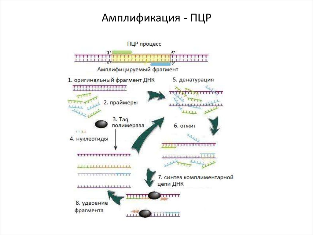 На рисунке изображен этап пцр