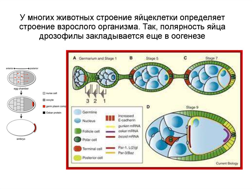 У многих животных строение яйцеклетки определяет строение взрослого организма. Так, полярность яйца дрозофилы закладывается еще