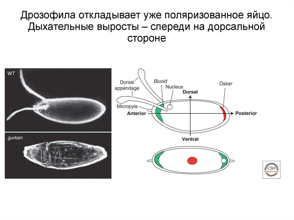 Жизненный цикл дрозофилы