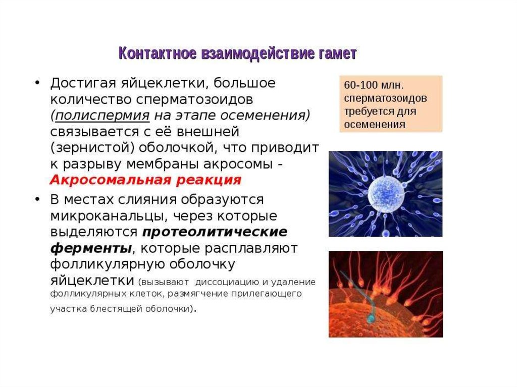 Полиспермия. Дистантное контактное взаимодействие гамет оплодотворение. Оплодотворение яйцеклетки акросомная реакция. Контактное взаимодействие при оплодотворении. Контактное взаимодействие гамет при оплодотворении.