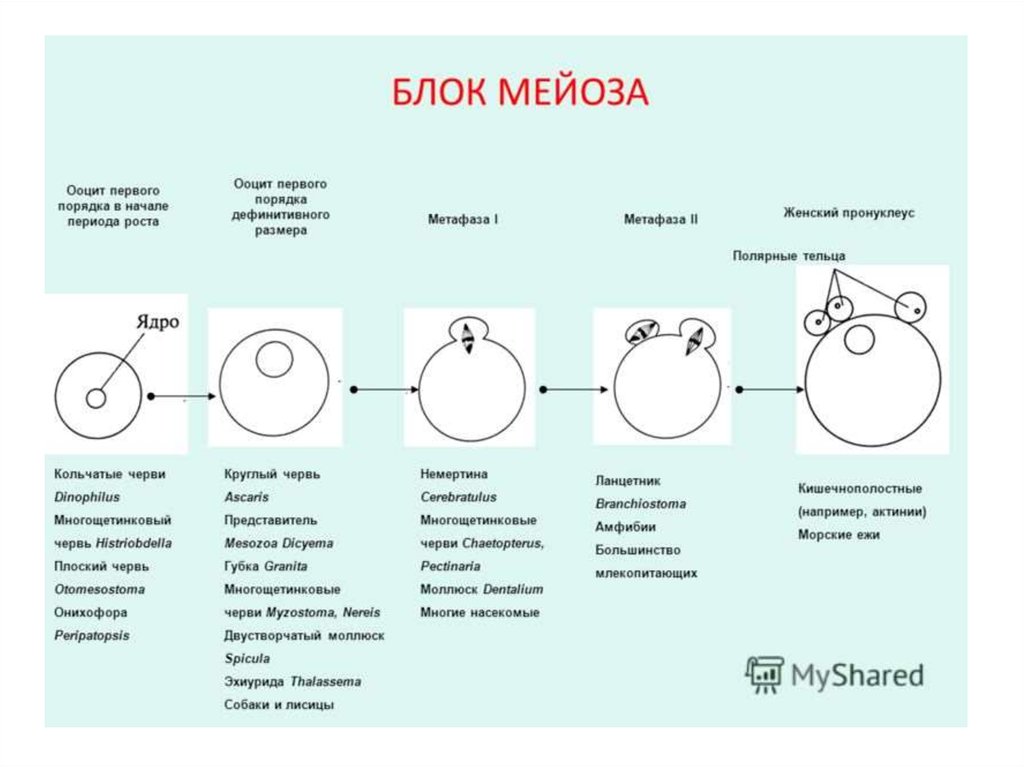 Как улучшить качество яйцеклеток. Ооциты первого порядка. Ооцит. Ооцит второго порядка. Полярное тельце.