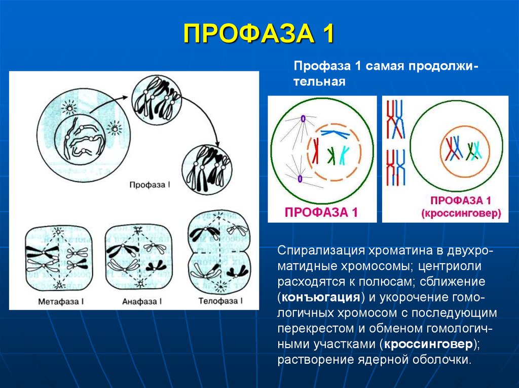 Каким номером на рисунке обозначена фаза мейоза