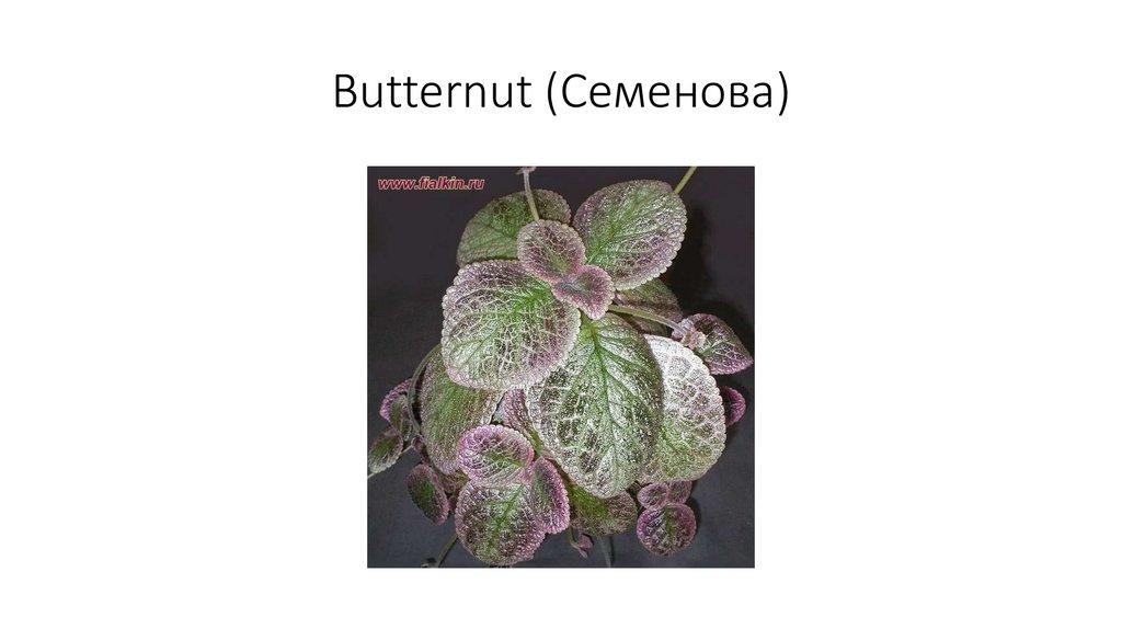 Butternut (Семенова)