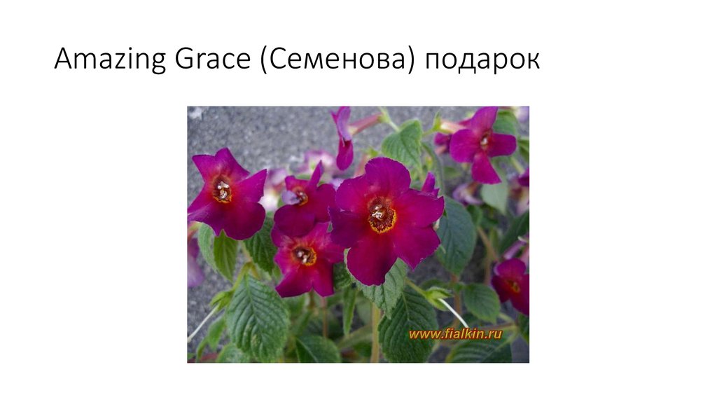 Amazing Grace (Семенова) подарок