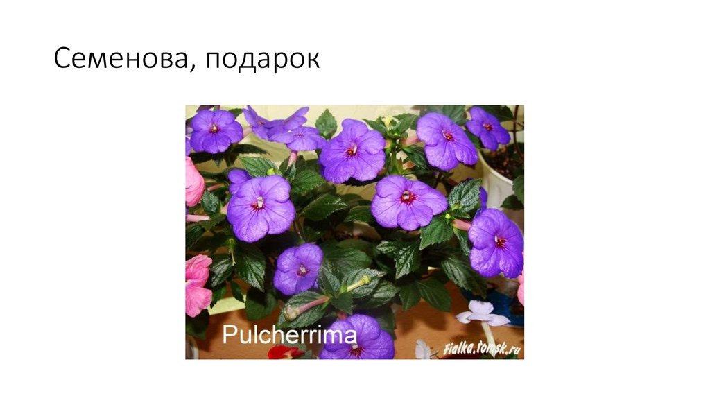 Семенова, подарок